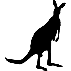 kangourou3