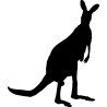 kangourou3