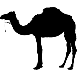 dromadaire4