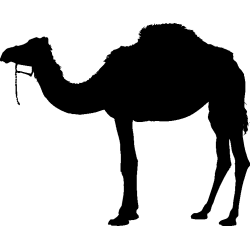 dromadaire4