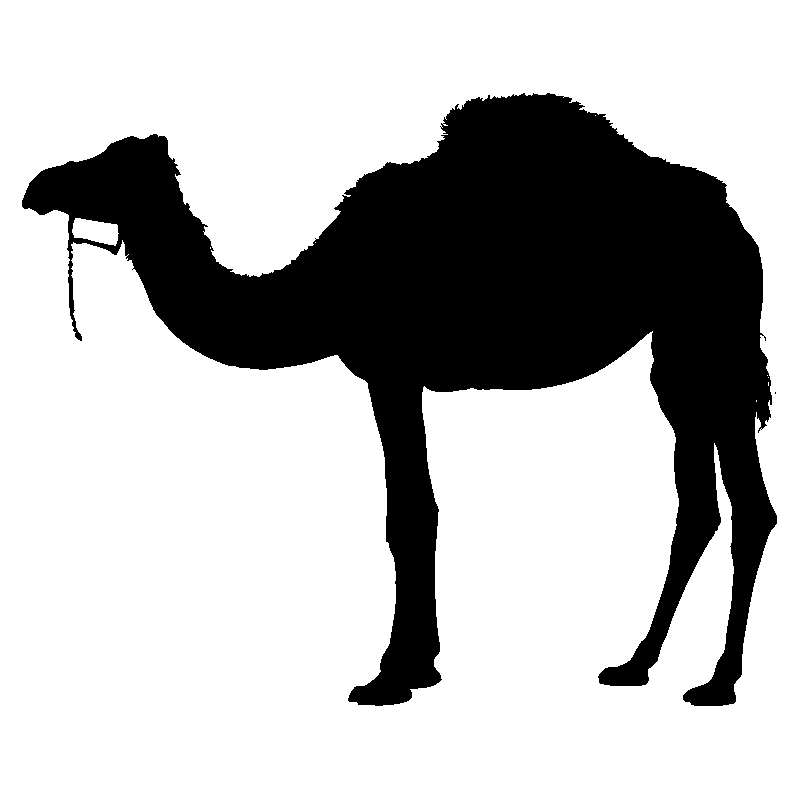 dromadaire4