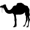dromadaire4