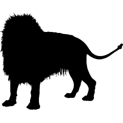 lion5