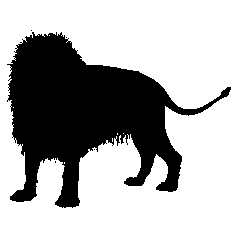 lion5