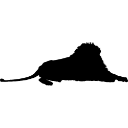 lion6