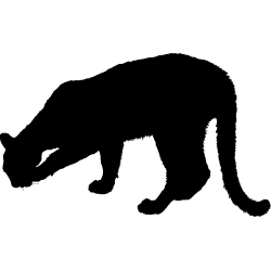 panthere5