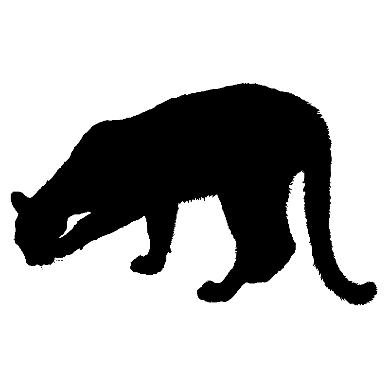 panthere5