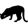 panthere5