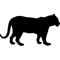 panthere6