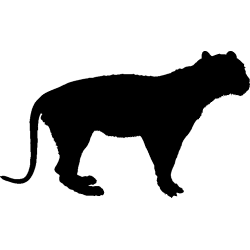 panthere7