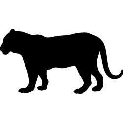 panthere8