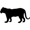 panthere8