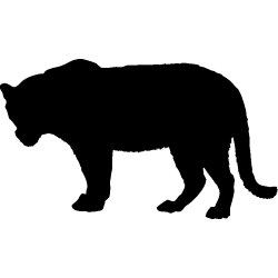 panthere9