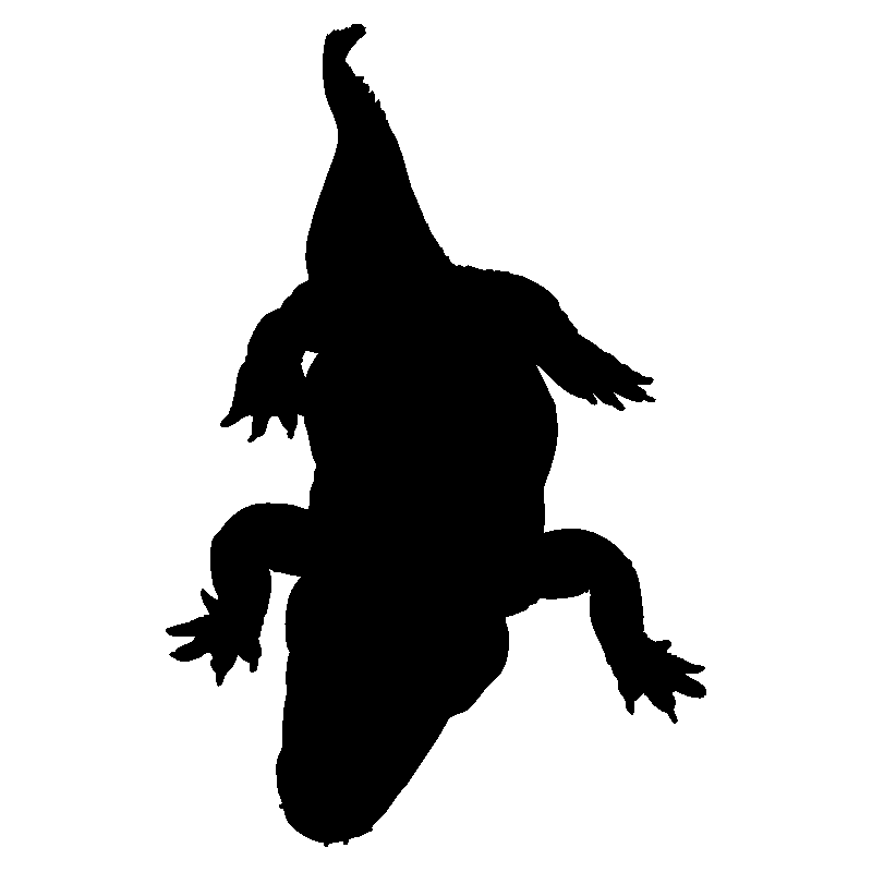 crocodile2