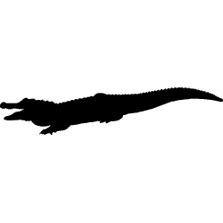 crocodile3