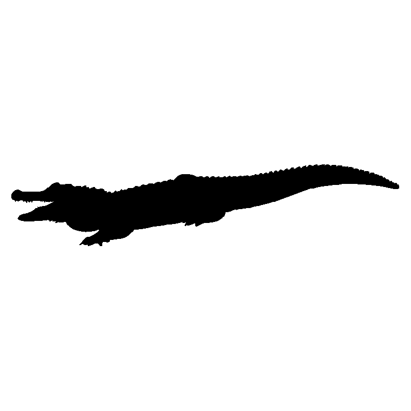 crocodile3
