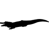 crocodile3
