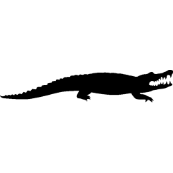 crocodile4