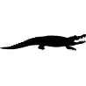 crocodile4