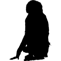 singe1