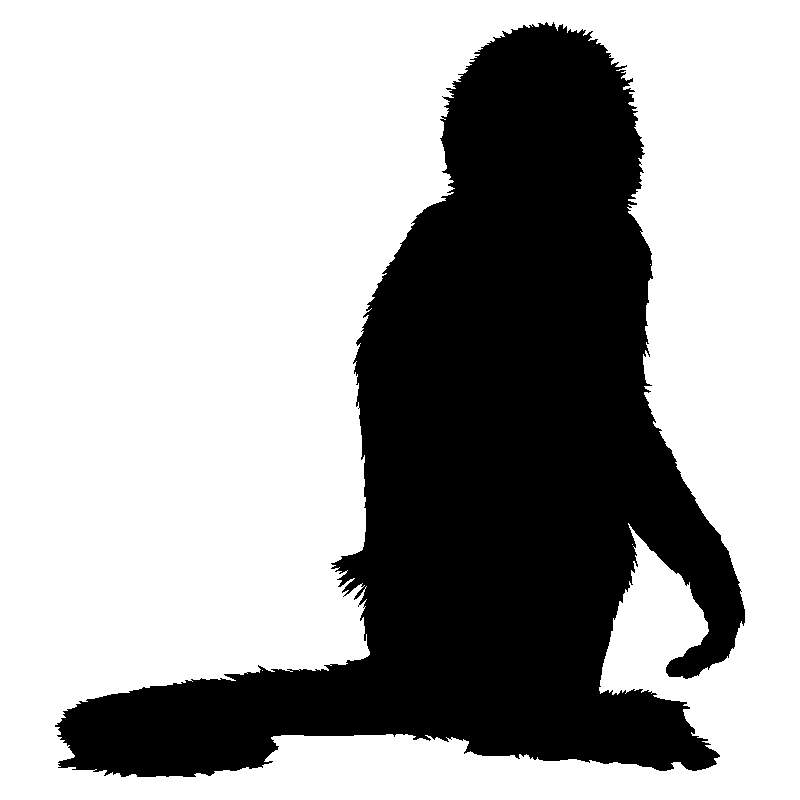singe4