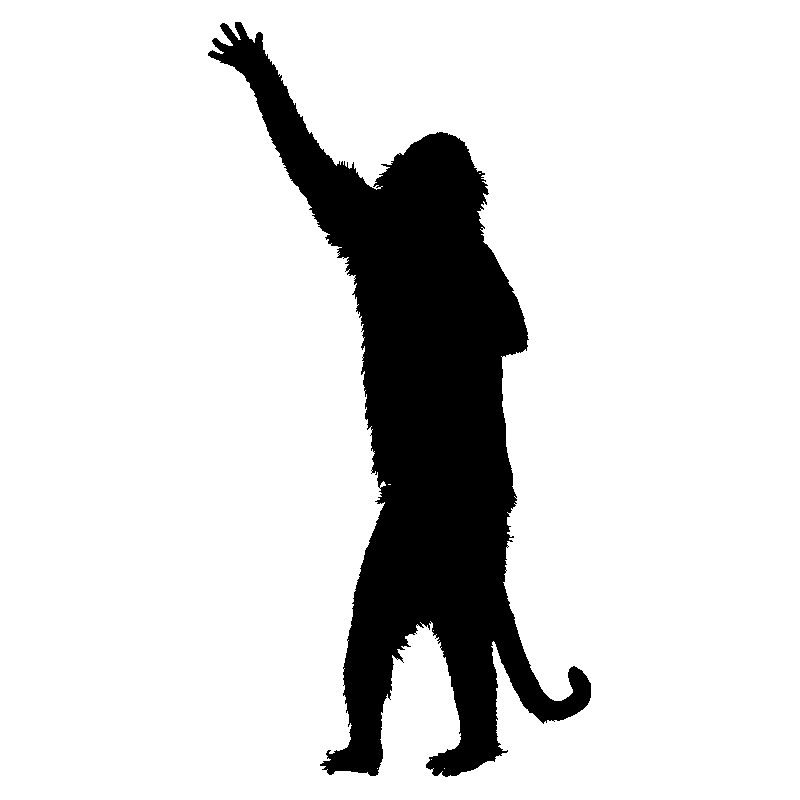 singe5