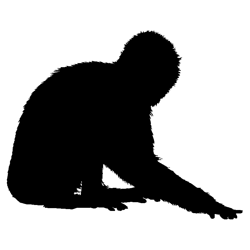 singe6