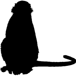singe7