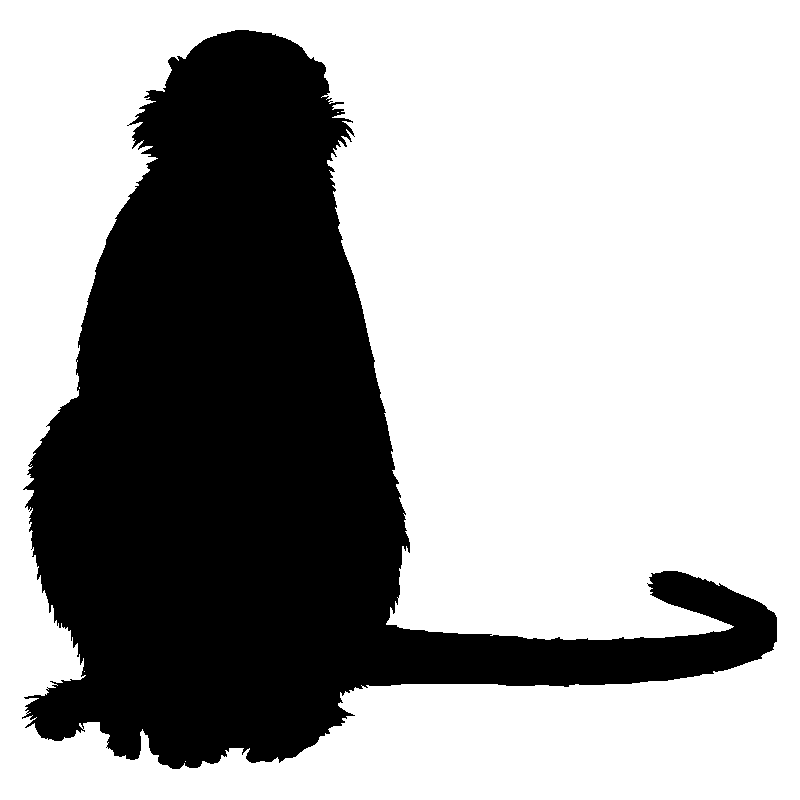 singe7
