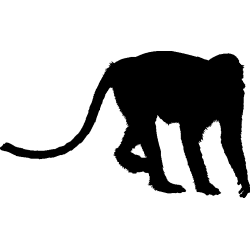 singe8