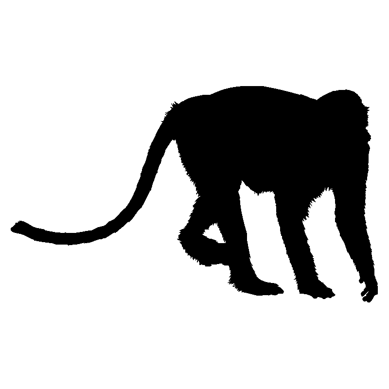 singe8
