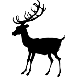 cerf7