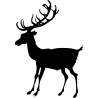 cerf7