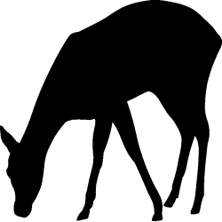 biche1