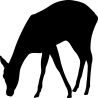 biche1