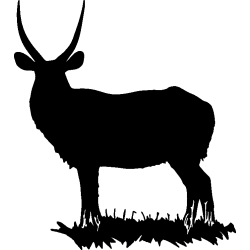 cerf9