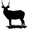 cerf9