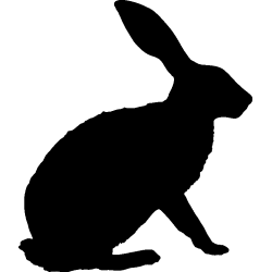 lapin5