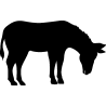 cheval36