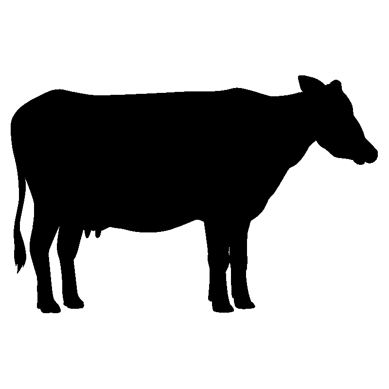 vache1