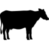 vache1