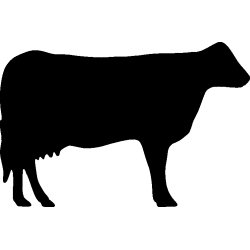 vache2