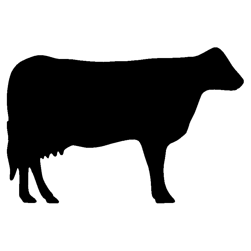 vache2