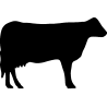 vache2