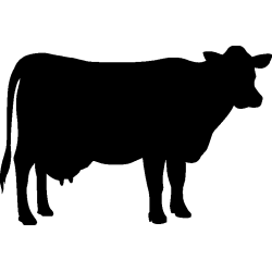 vache3