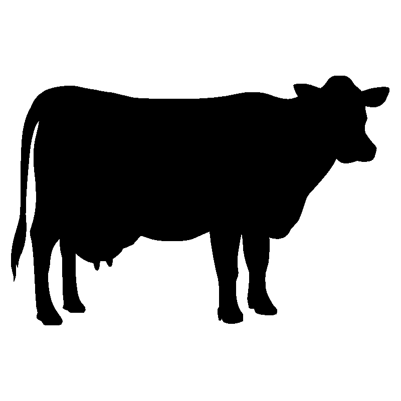 vache3