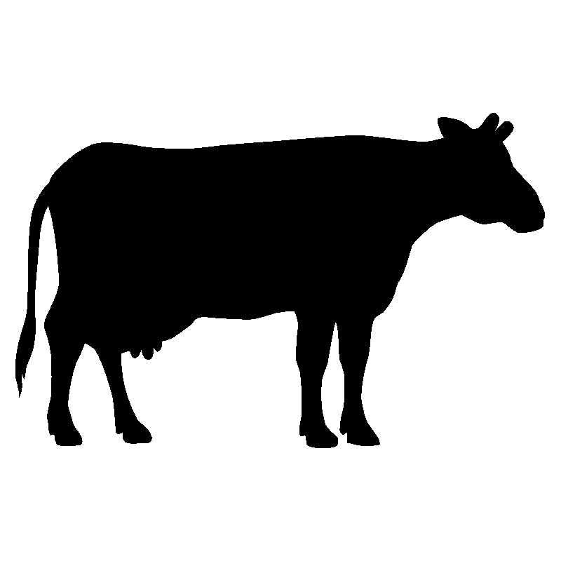 vache4