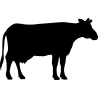 vache4