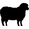 mouton1