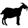 chevre1
